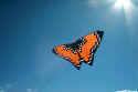 Monarch Butterfly kite