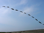 swallow arch