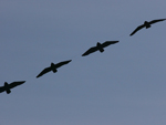 swallow arch close-up