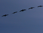 Swallow arch