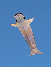 Koi kite