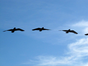 Swallows from arch