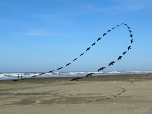 Swallow arch