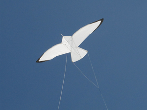 Sea Gull kite