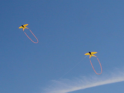 fuzzy tails on our Martin Lester swallows